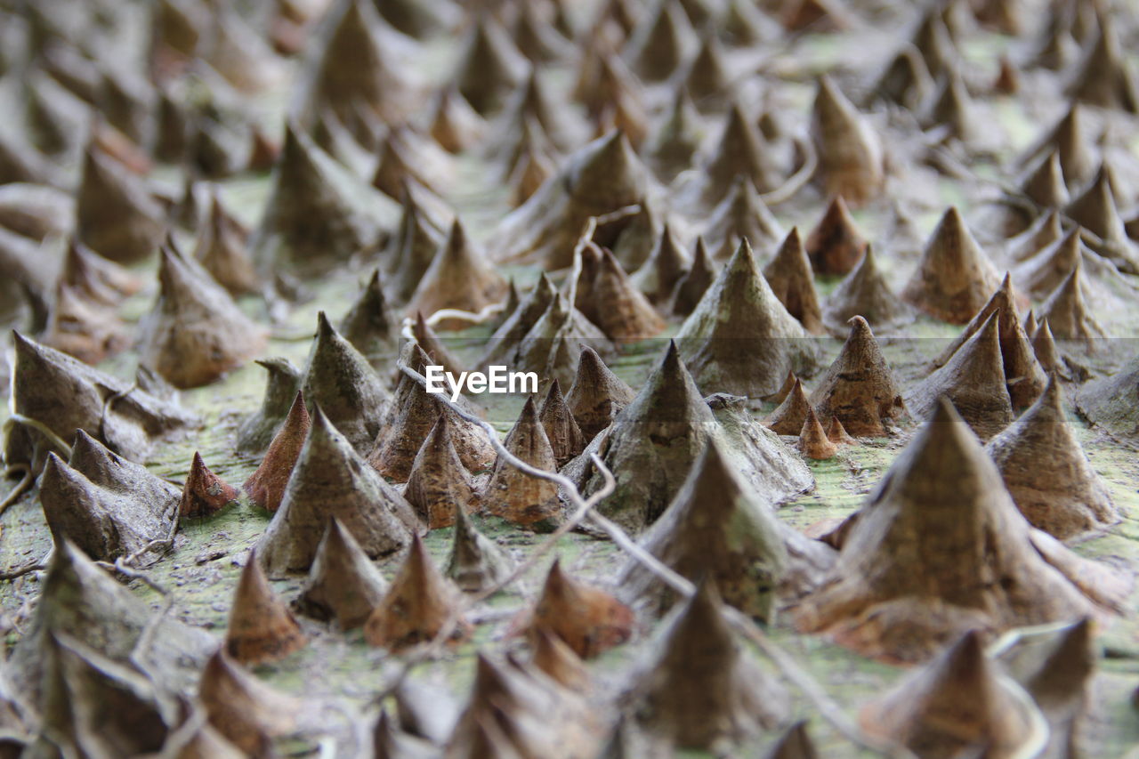 Full frame shot of thorns on tree