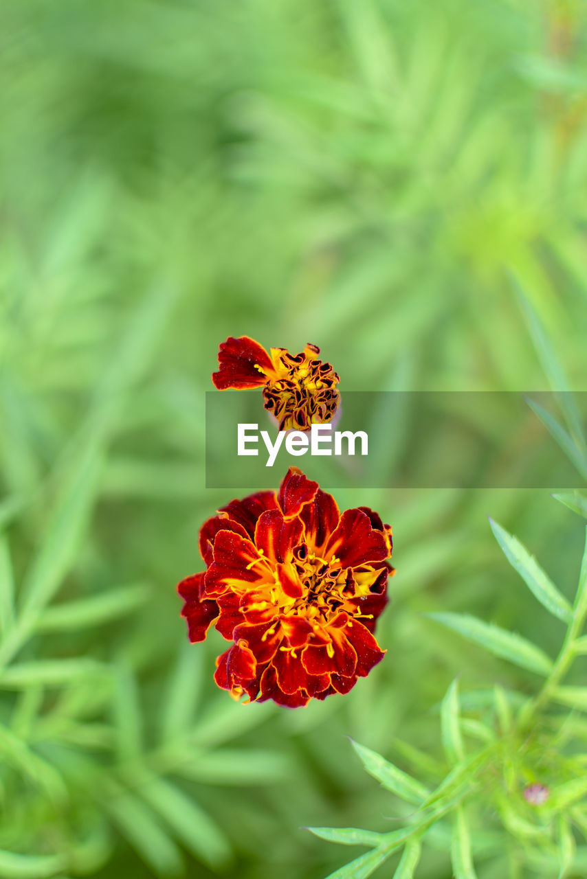 Close-up of red flowering plant