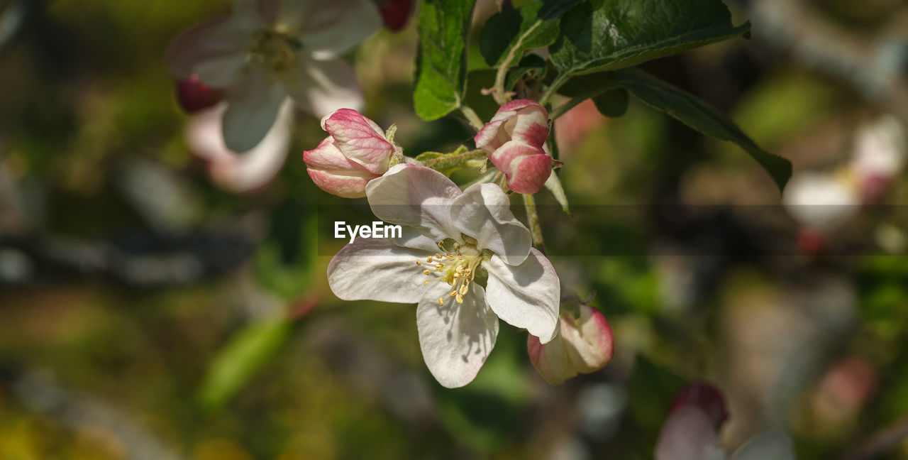 plant, flower, flowering plant, freshness, beauty in nature, growth, blossom, produce, nature, tree, food, fruit, close-up, focus on foreground, food and drink, fragility, plant part, leaf, no people, petal, flower head, branch, springtime, outdoors, day, healthy eating, botany, inflorescence, white, twig, shrub, agriculture