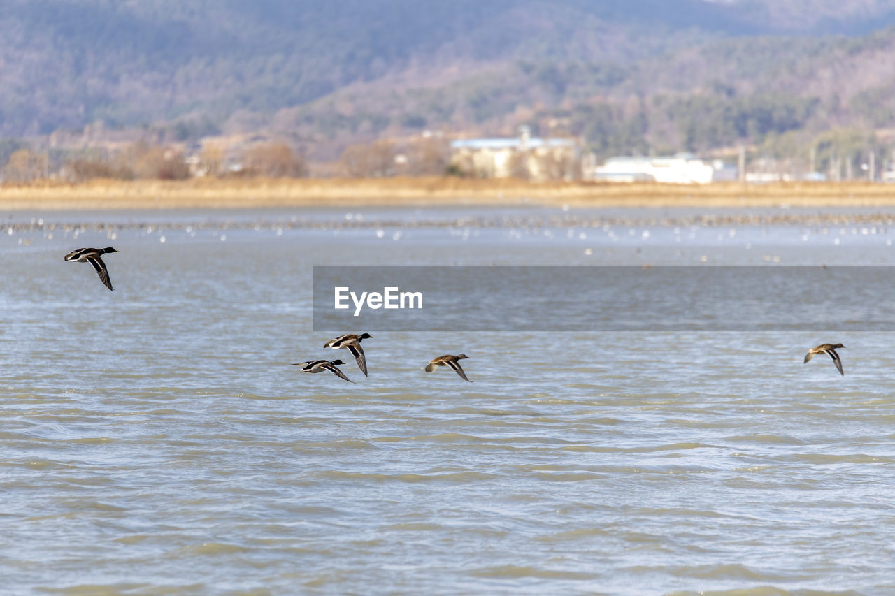 Birds flying over sea