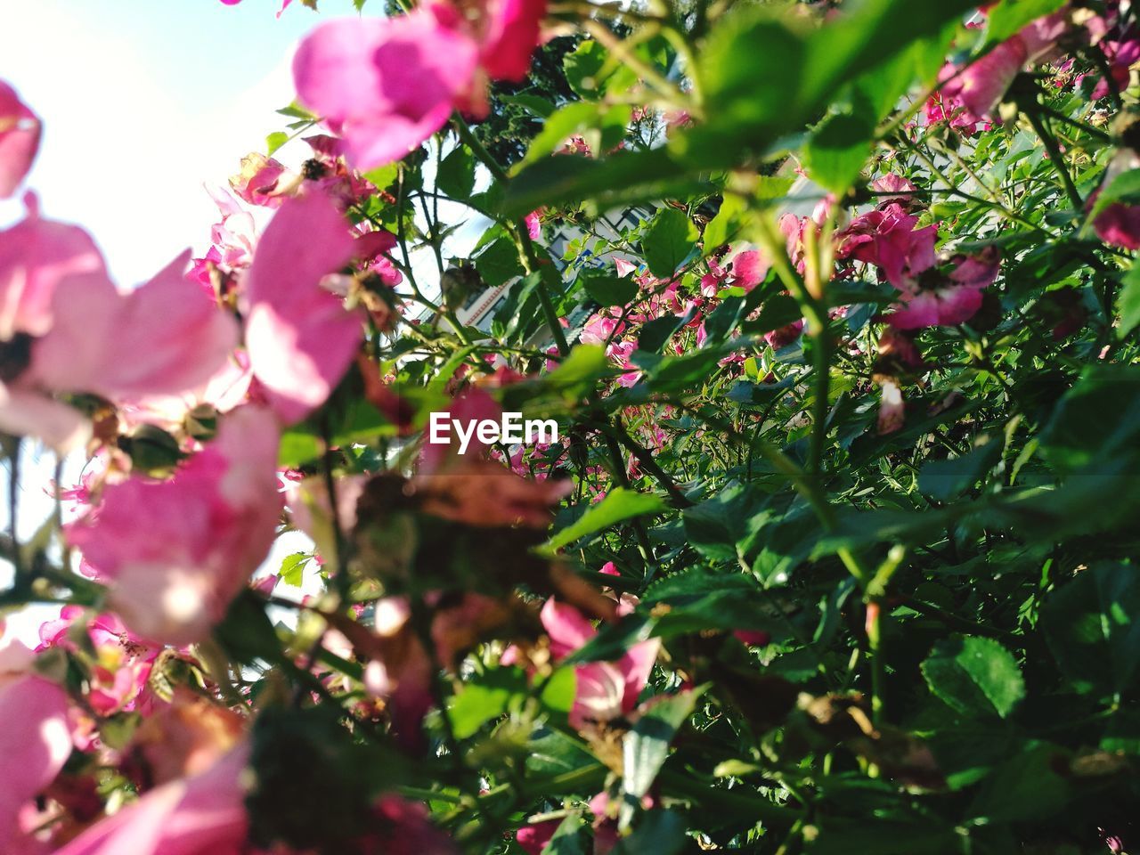 CLOSE-UP OF PINK BOUGAINVILLEA FLOWERS