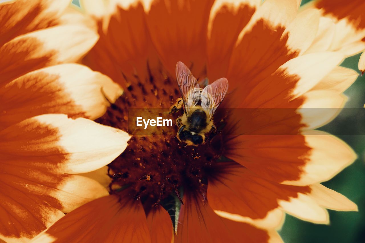 CLOSE-UP OF BEE ON FLOWER POLLEN