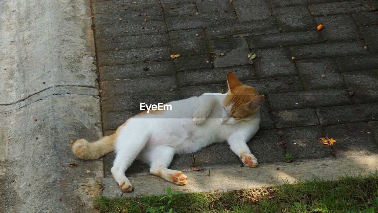 HIGH ANGLE VIEW OF CAT BY FOOTPATH