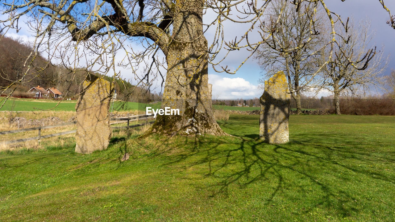 Trees on field against sky