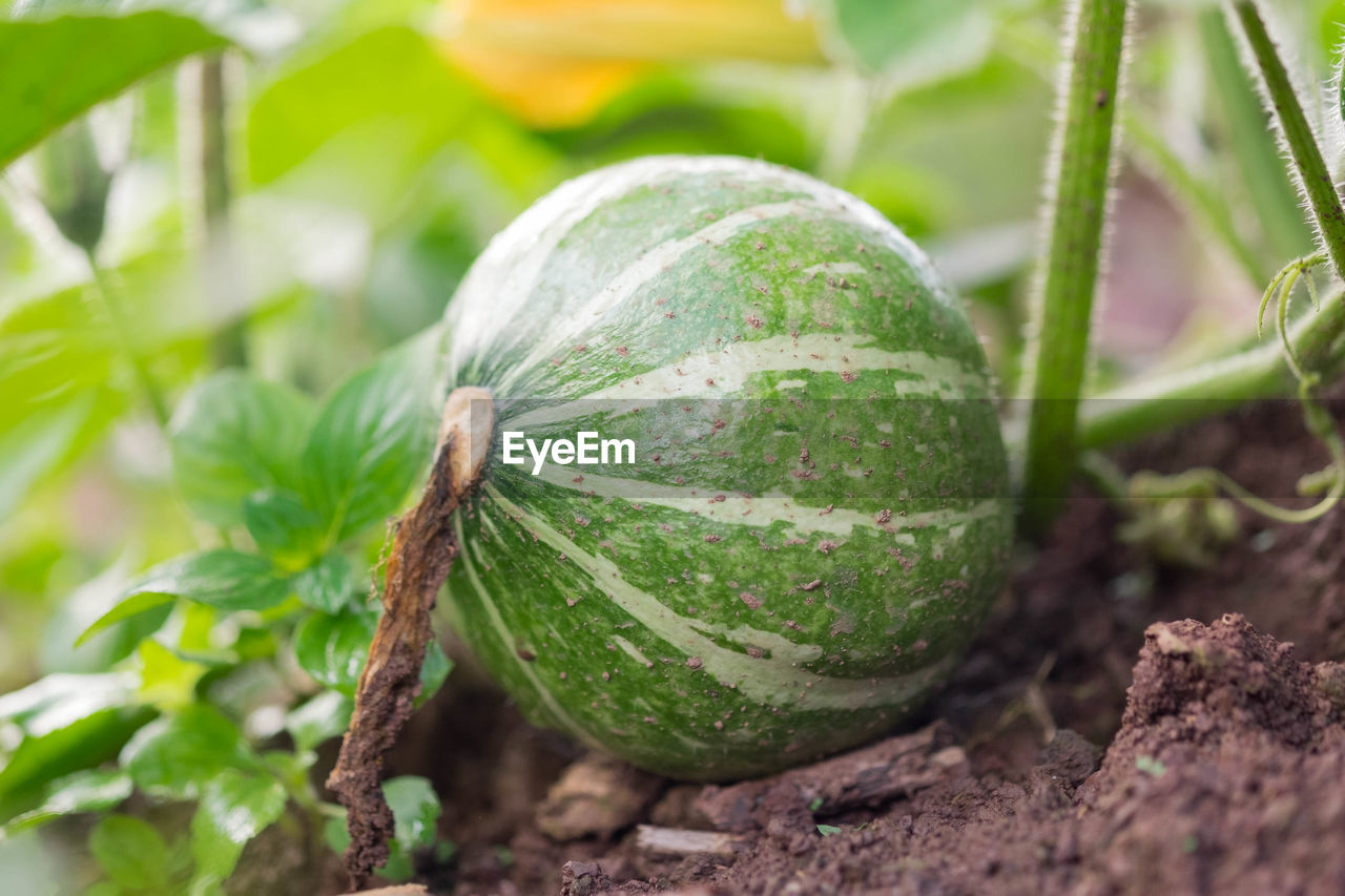 Close-up of pumpkin growing on field