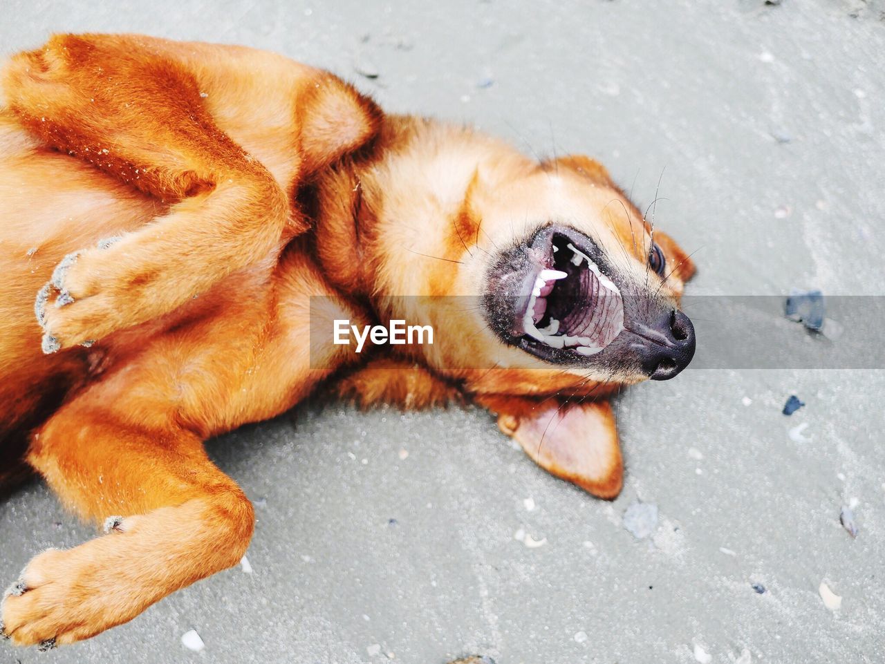 HIGH ANGLE VIEW OF A DOG LYING ON THE GROUND