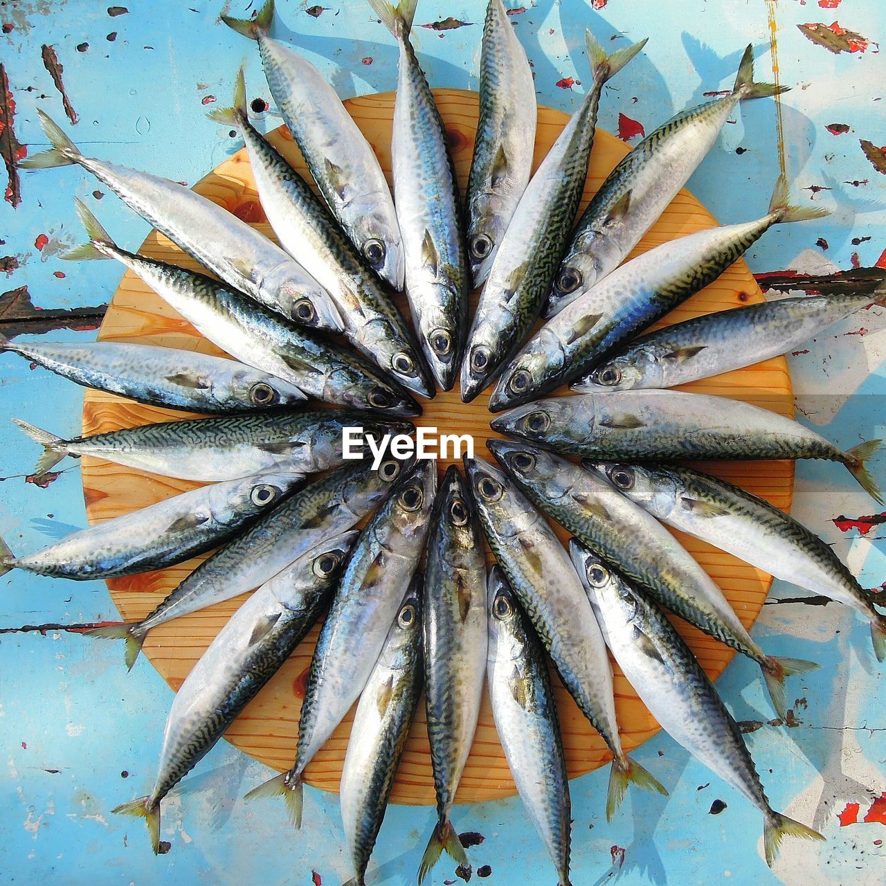 High angle view of fish arranged on table