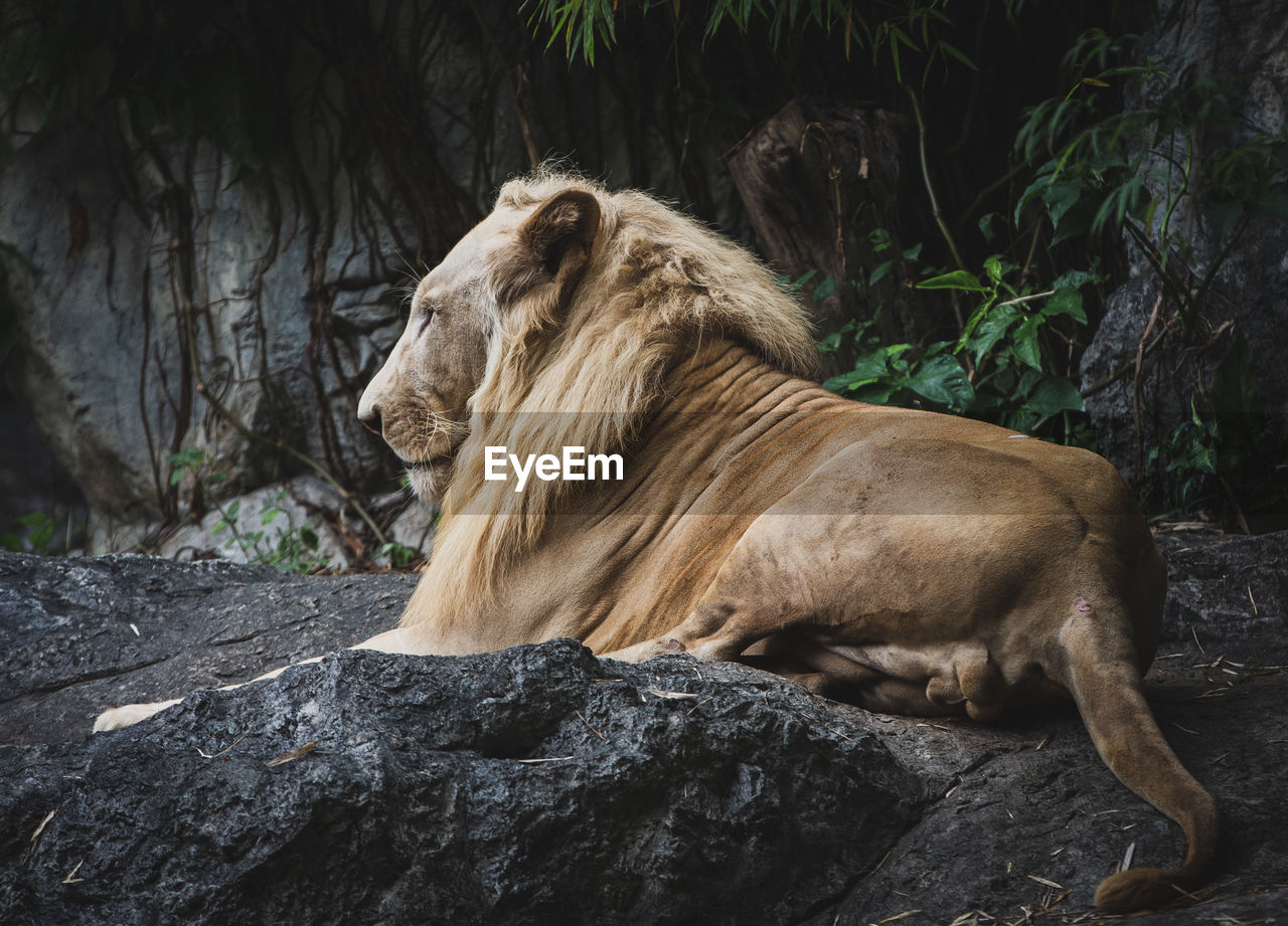 Side view of a lion on rock