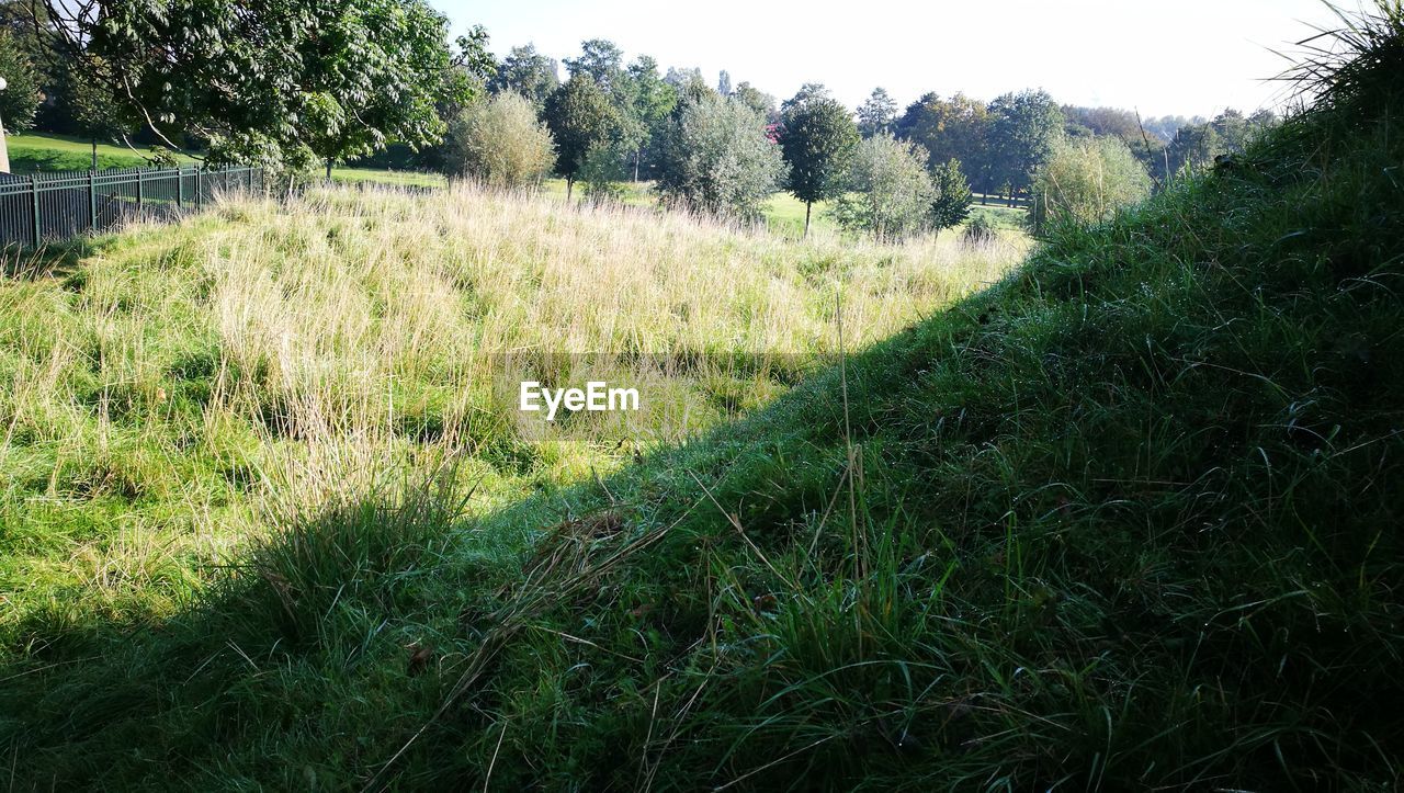 SCENIC VIEW OF FIELD