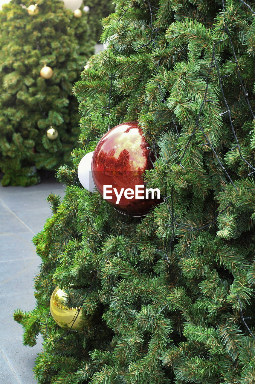 CLOSE-UP OF CHRISTMAS TREE WITH PLANT IN BACKGROUND