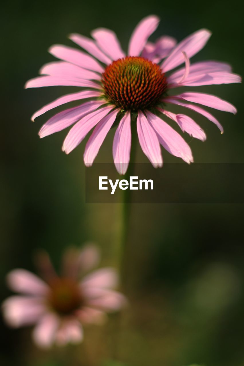 Close-up of eastern purple coneflower blooming outdoors