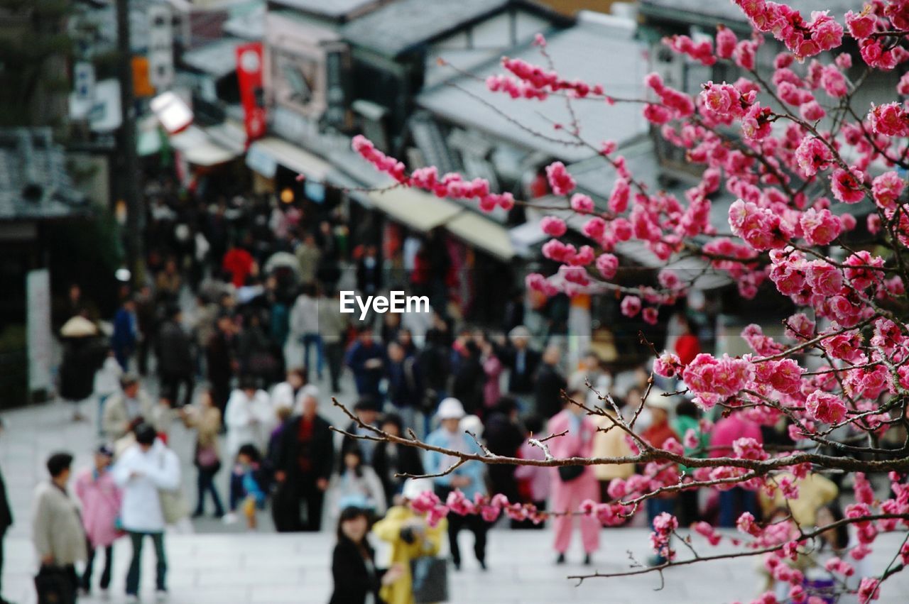 Cherry tree against crowd by shops