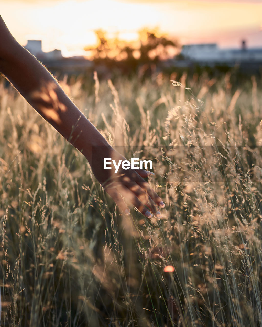 Close-up where a woman's hand caresses some grass at sunset