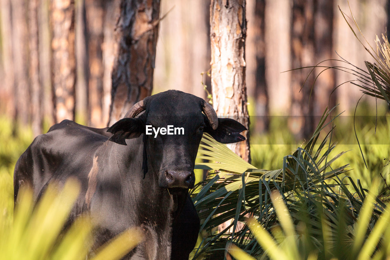 Herd of cattle travel through a marsh in louisiana and graze as they go.