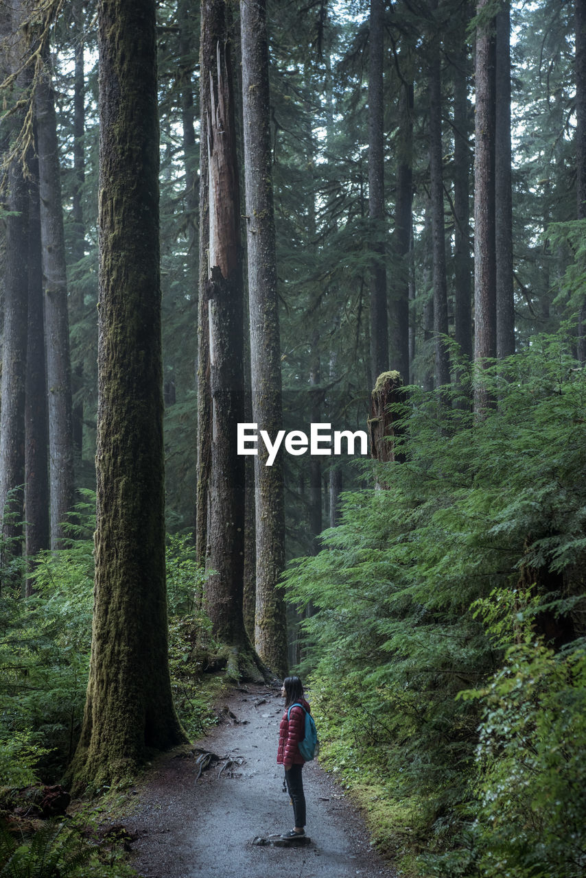 Woman standing amidst trees in forest