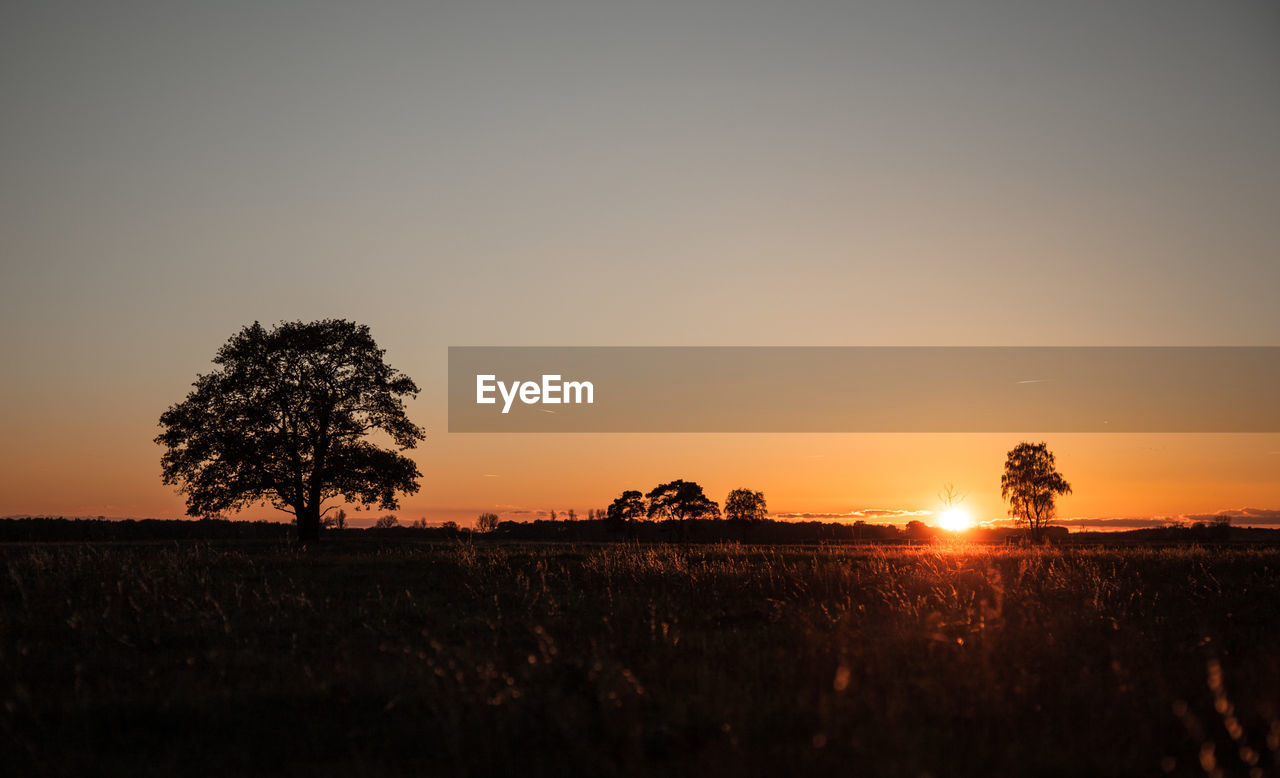 Silhouette trees on field against sky during sunset