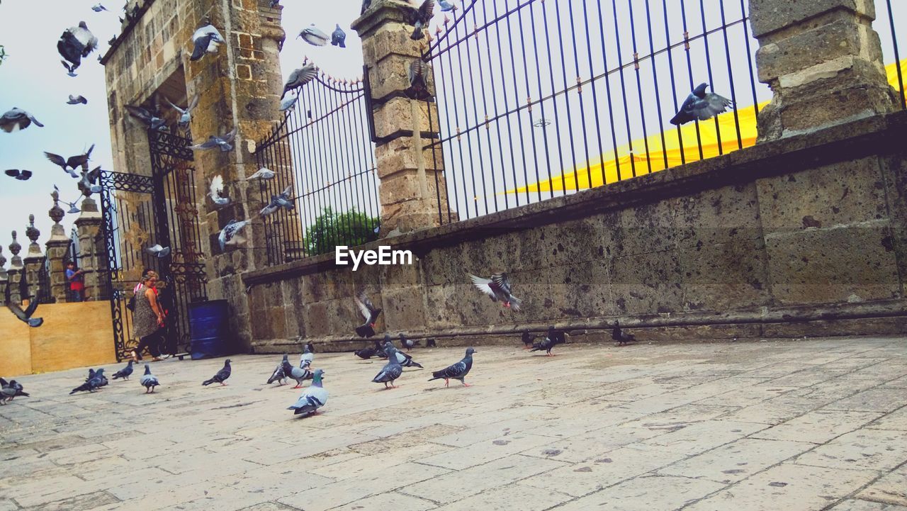 SEAGULL FLYING OVER CITY