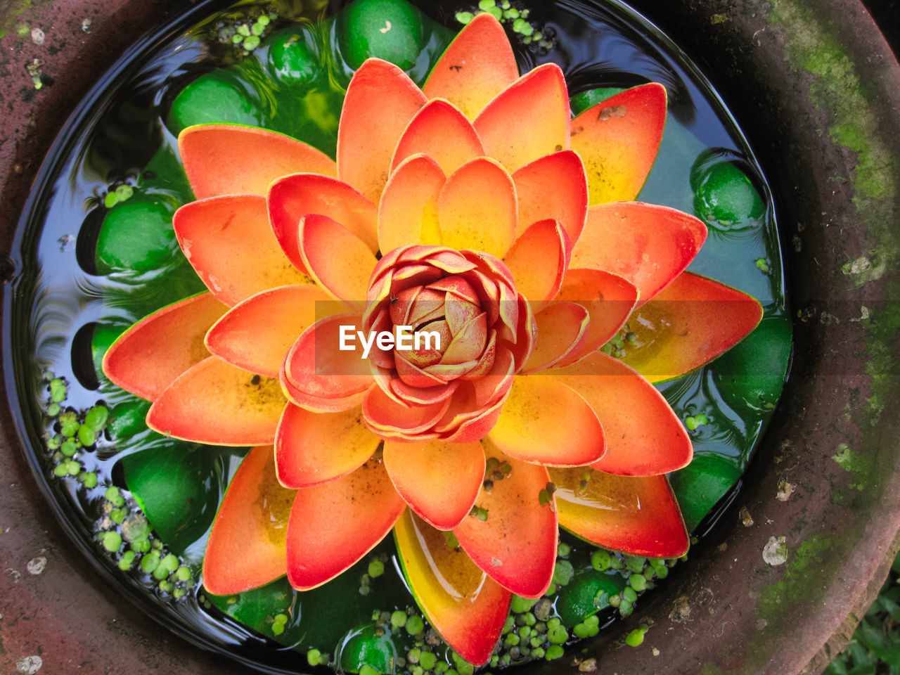 HIGH ANGLE VIEW OF RED FLOWERING PLANT IN WATER CONTAINER