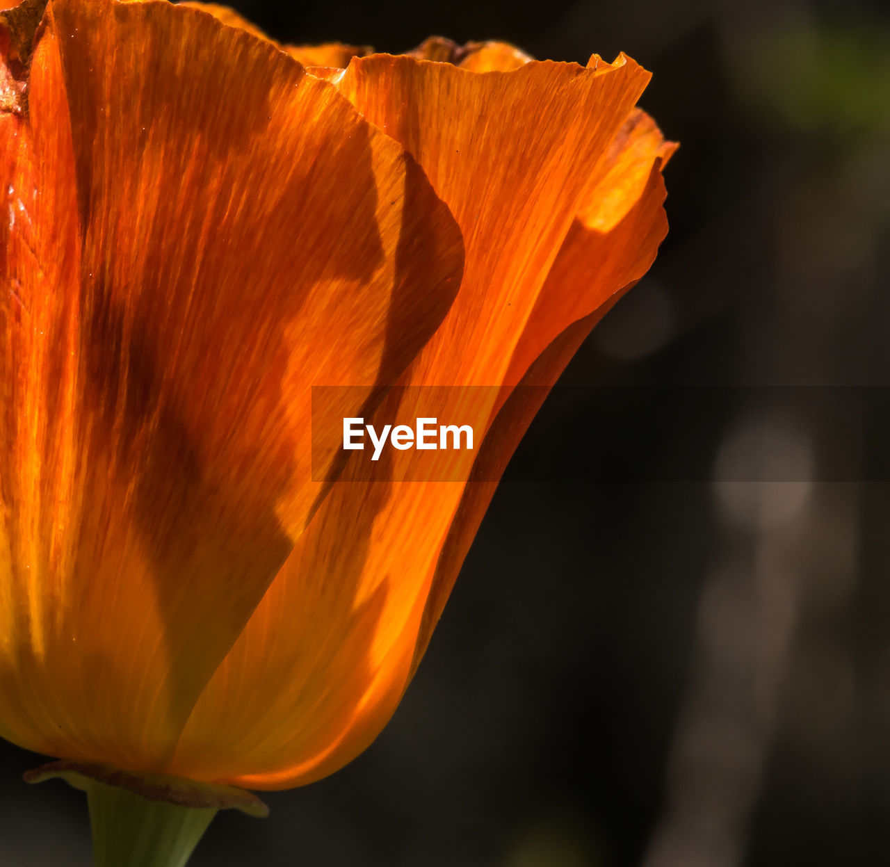 CLOSE-UP OF ORANGE FLOWER BLOOMING