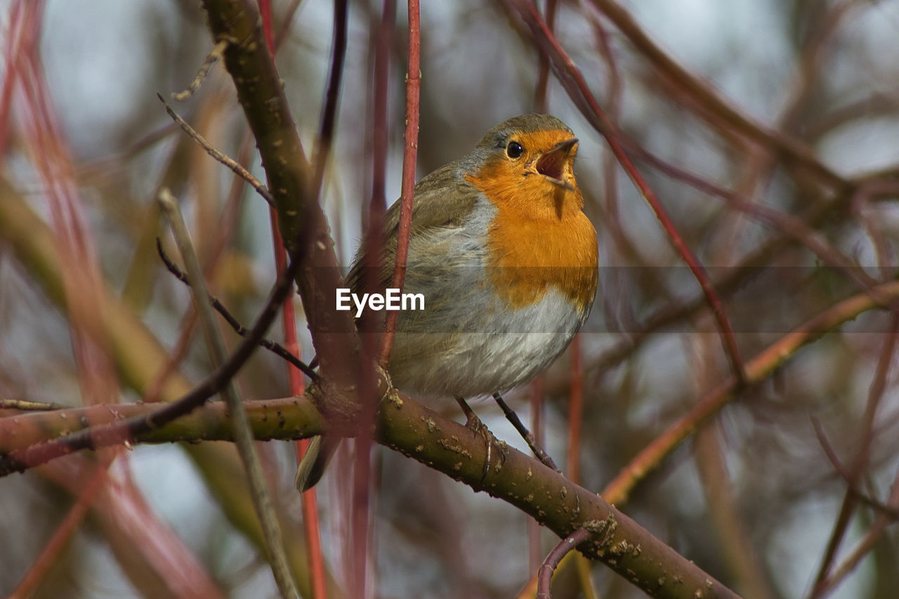 CLOSE-UP OF BIRD PERCHING ON TWIG