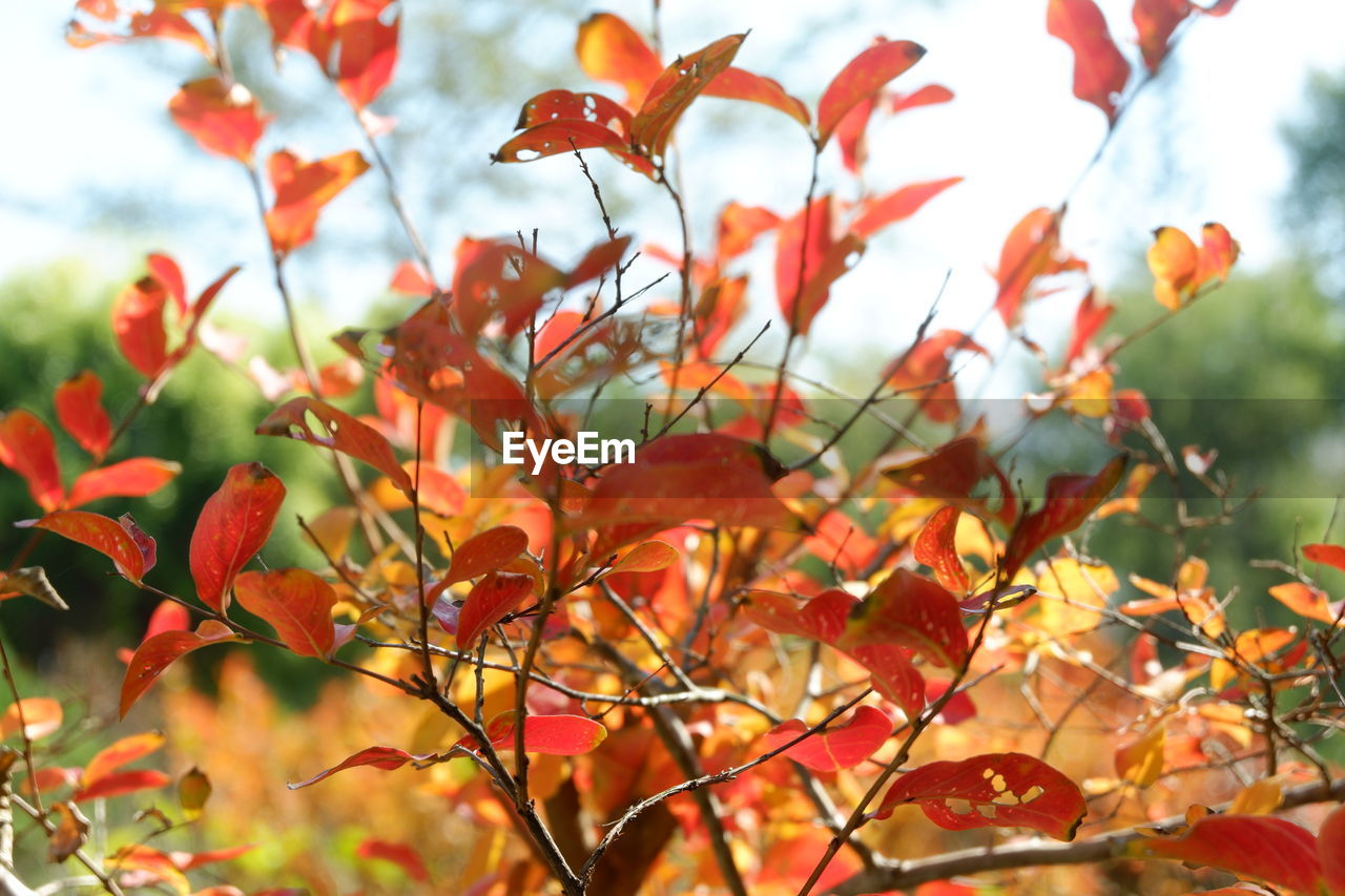 autumn, plant part, leaf, plant, nature, beauty in nature, tree, red, branch, flower, environment, landscape, sky, no people, outdoors, land, multi colored, orange color, tranquility, day, sunlight, focus on foreground, growth, scenics - nature, vibrant color, shrub, fruit, cloud, close-up, freshness, forest, rural scene, food, food and drink