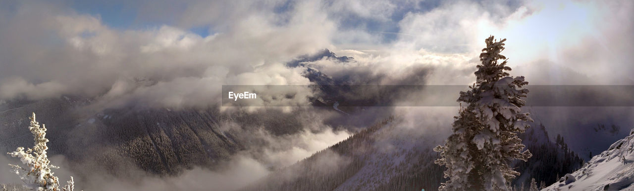 Panoramic view of trees against sky