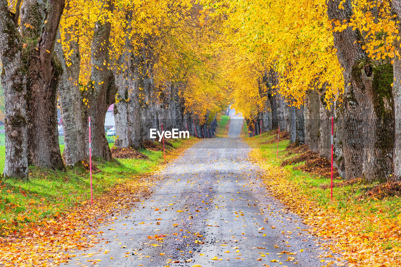 Country road with autumn colour trees