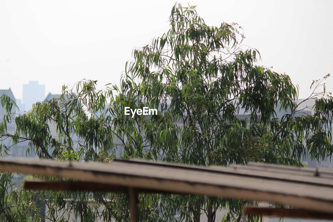 LOW ANGLE VIEW OF TREE IN GREENHOUSE