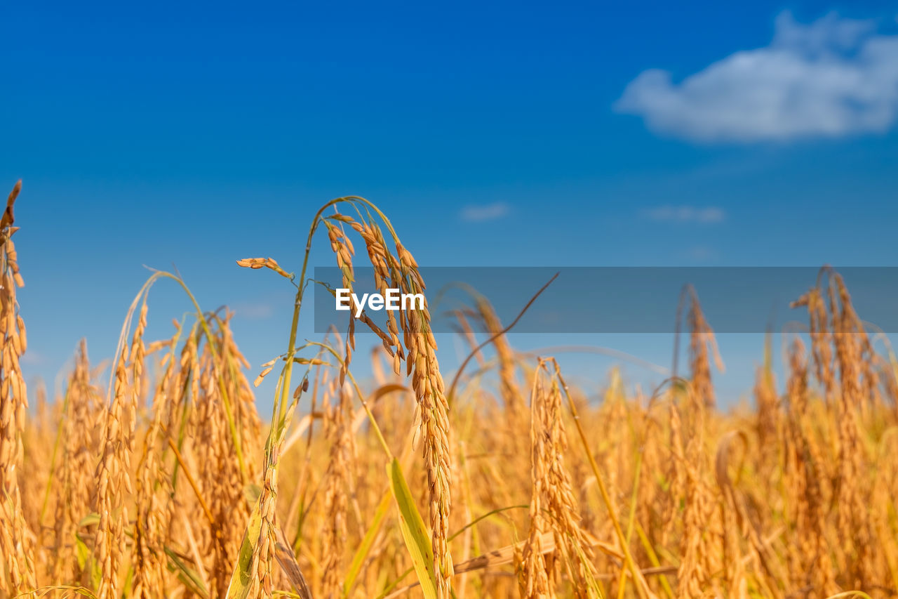 Crops growing on field against blue sky