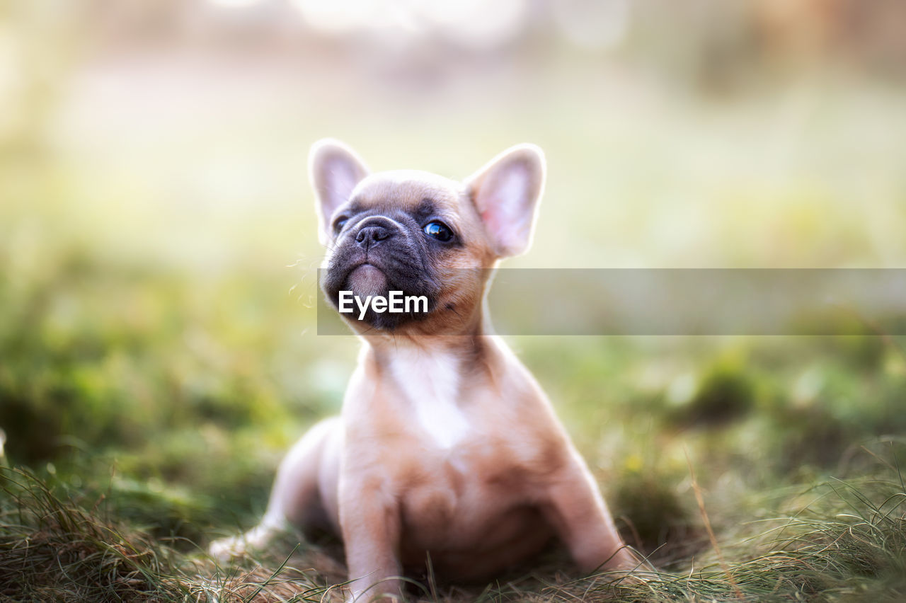 Close-up of a dog looking away