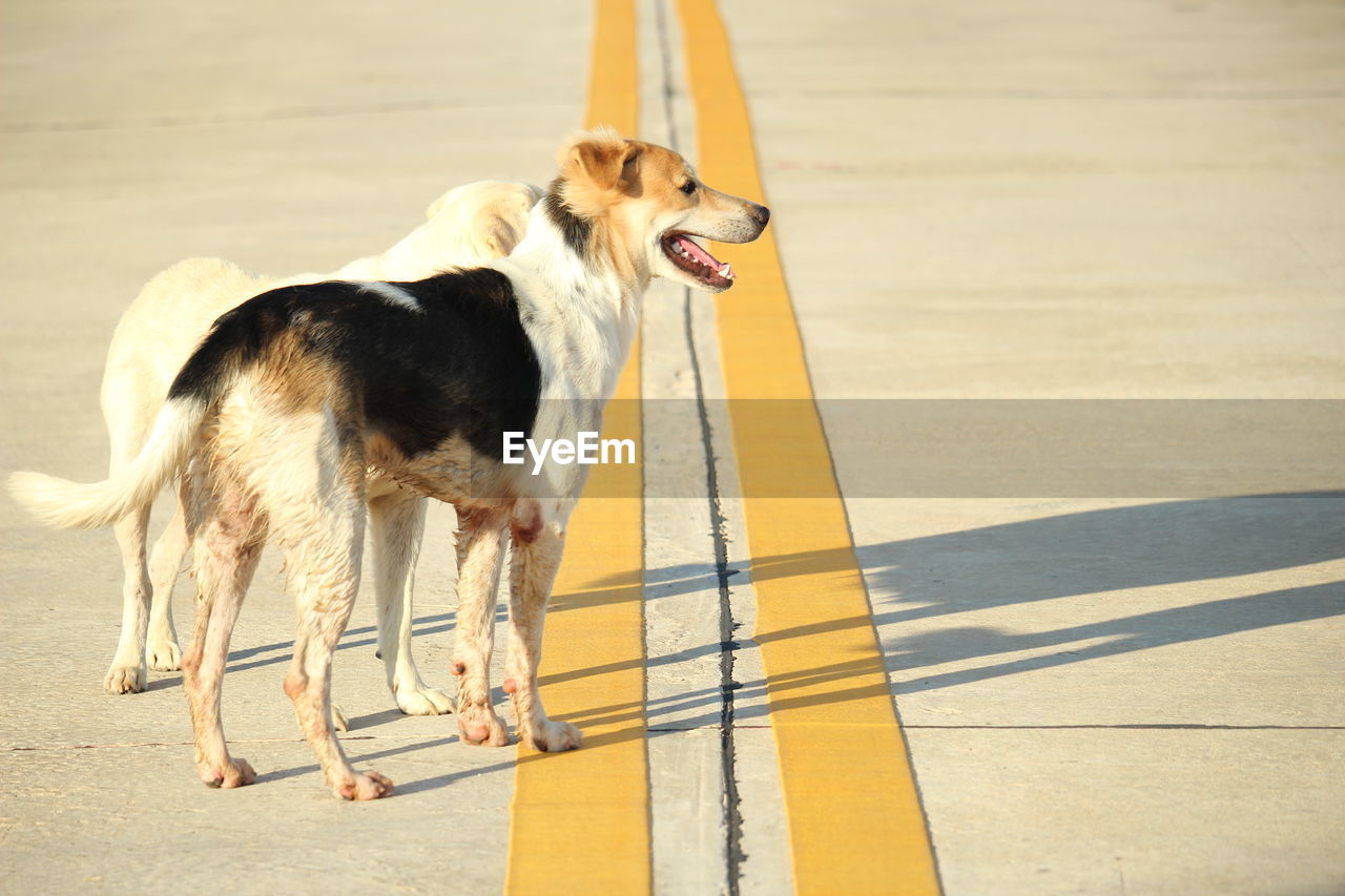 Dog running on floor