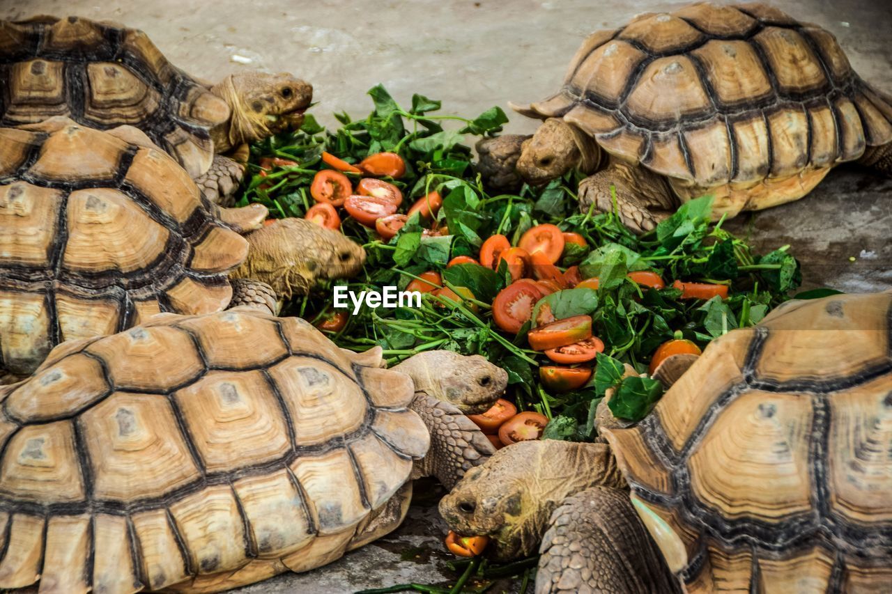 High angle view of lunch turtles in zoo