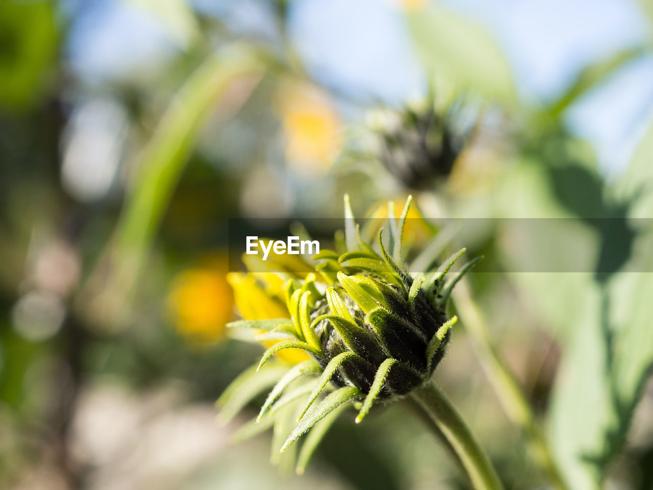 CLOSE-UP OF YELLOW FLOWER PLANT