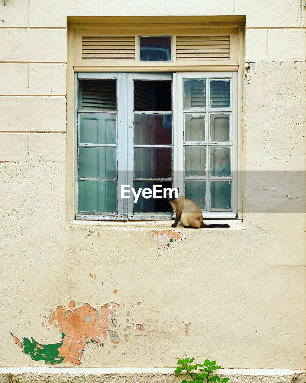 CAT SITTING BY WINDOW ON BUILDING