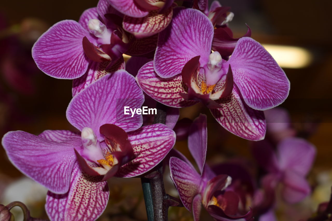 Close-up of purple orchids