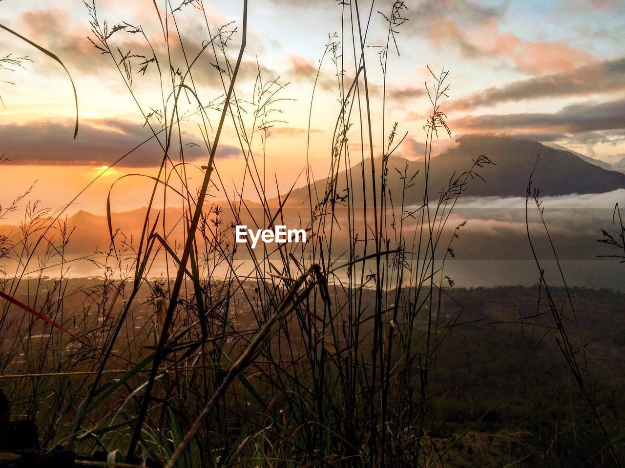 Scenic view of grass against sky during sunset