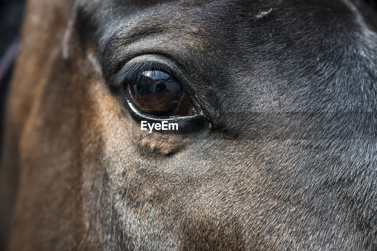 Close-up of horse eye