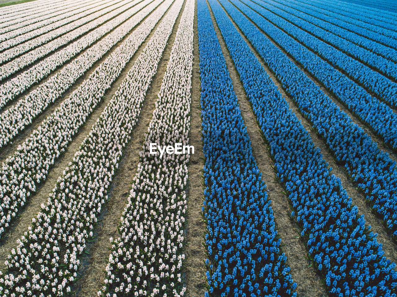 Aerial view of hyacinth flowers field