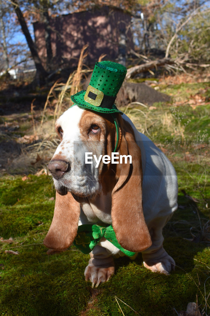 Dog on field wearing st. patrick's day costume 