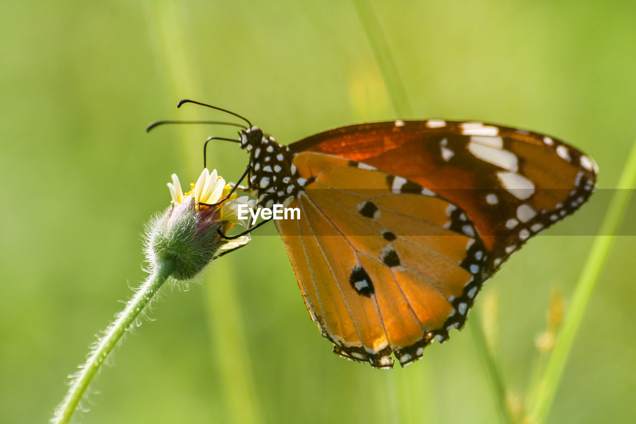 Close-up of butterfly on yellow flower