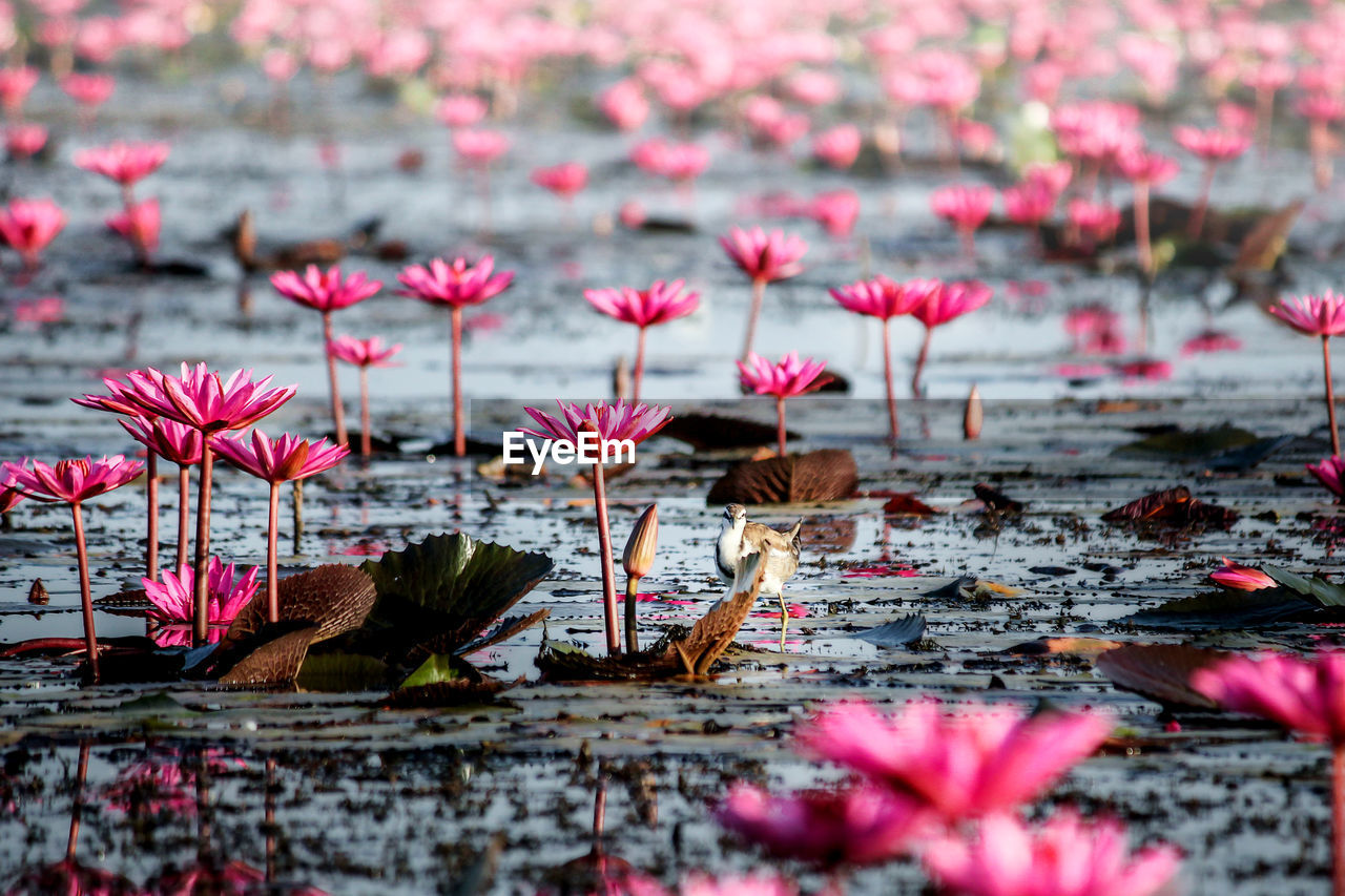 PINK WATER LILIES IN LAKE