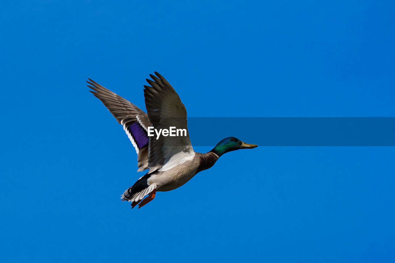 LOW ANGLE VIEW OF BIRDS FLYING AGAINST CLEAR BLUE SKY