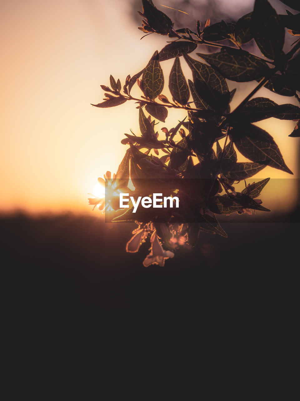 Close-up of silhouette plants against sky during sunset