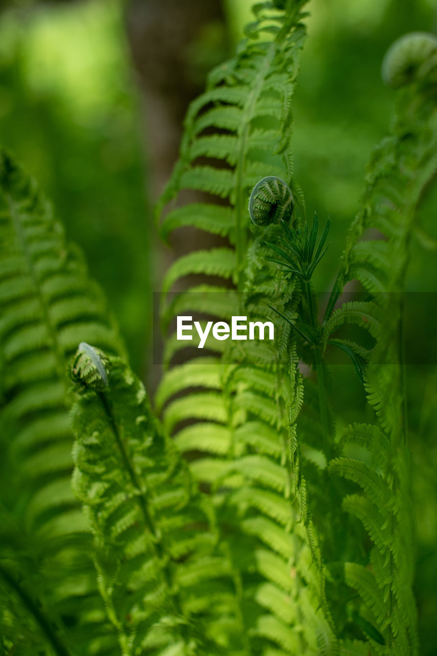 ferns and horsetails, fern, green, plant, leaf, plant part, growth, vegetation, nature, close-up, beauty in nature, no people, plant stem, flower, macro photography, tree, rainforest, day, outdoors, selective focus, forest, land, environment, foliage, lush foliage, freshness, jungle, frond, focus on foreground, botany