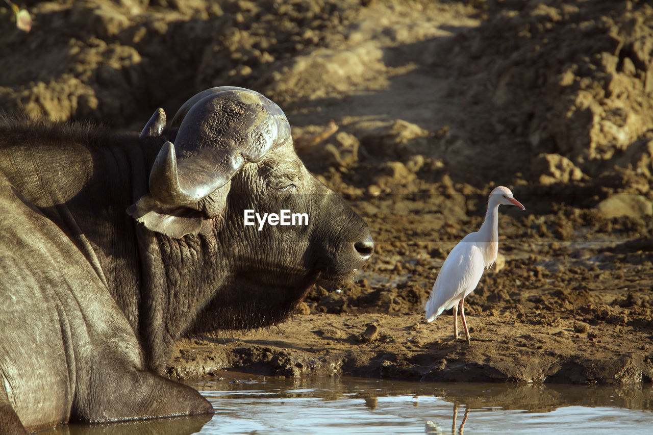 VIEW OF SEAGULL DRINKING WATER FROM ROCK