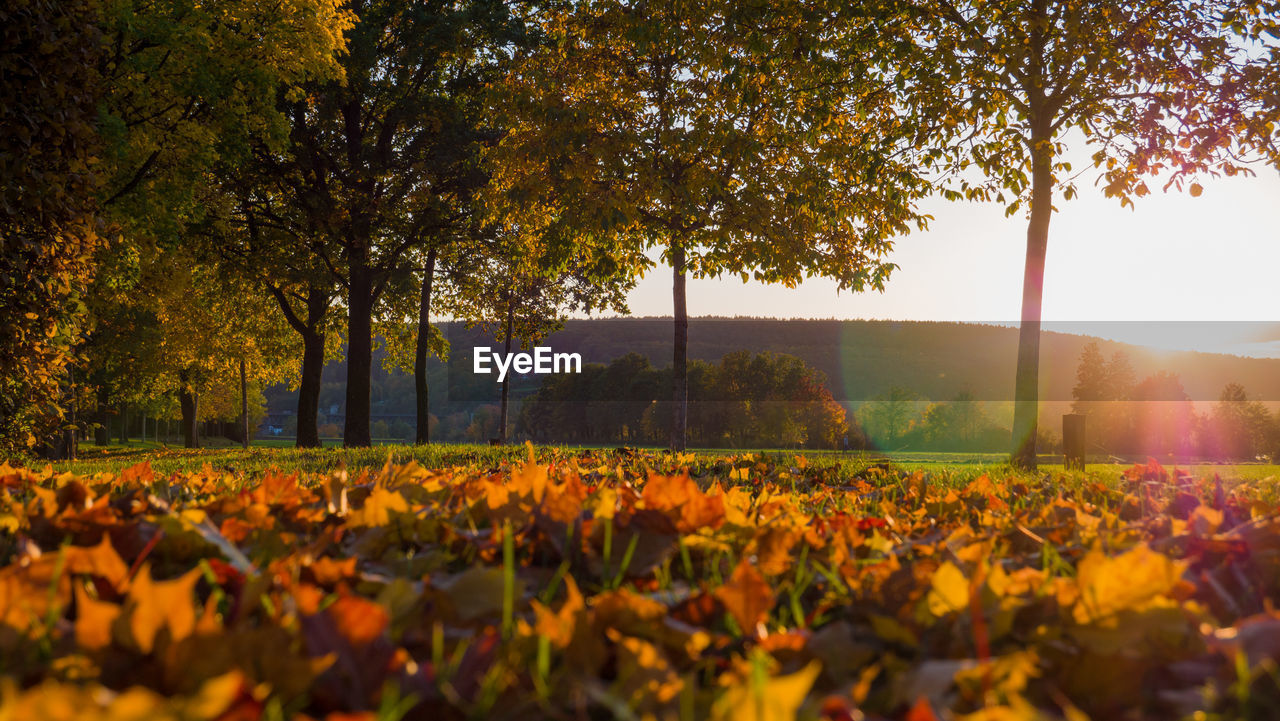 Trees on field against sky during autumn