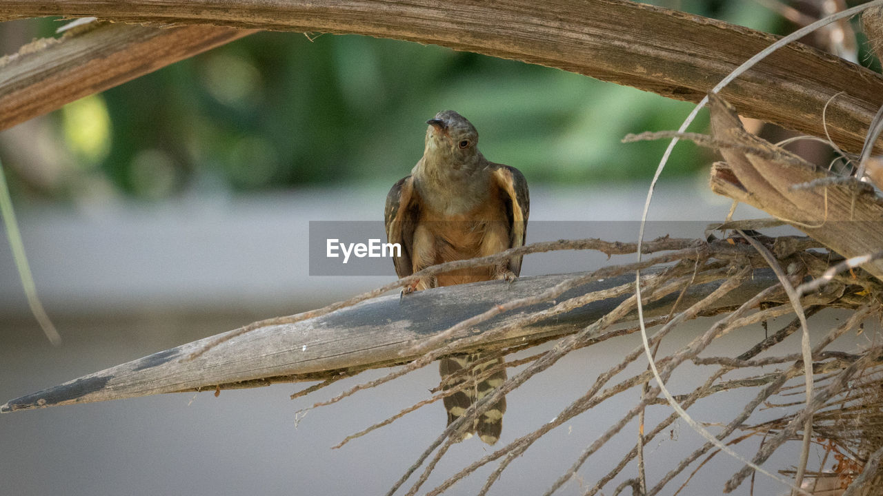 BIRD PERCHING ON A TREE