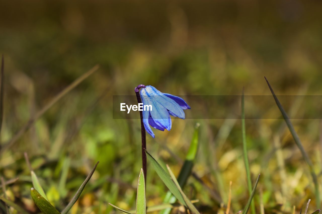 CLOSE-UP OF PURPLE FLOWER ON PLANT