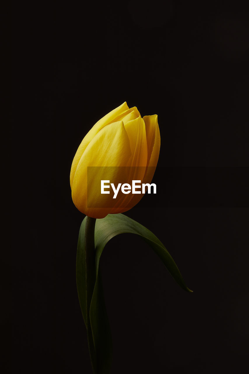 Close-up of yellow tulip flower against black background