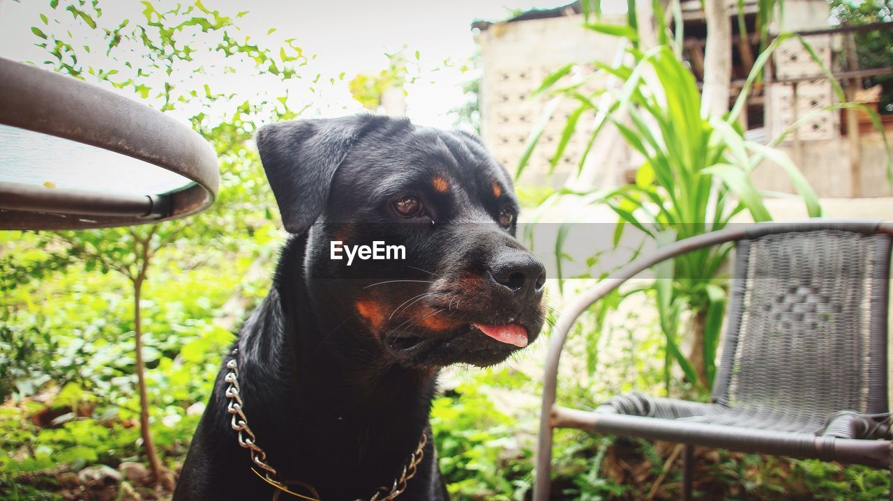 Close-up of dog sitting in garden